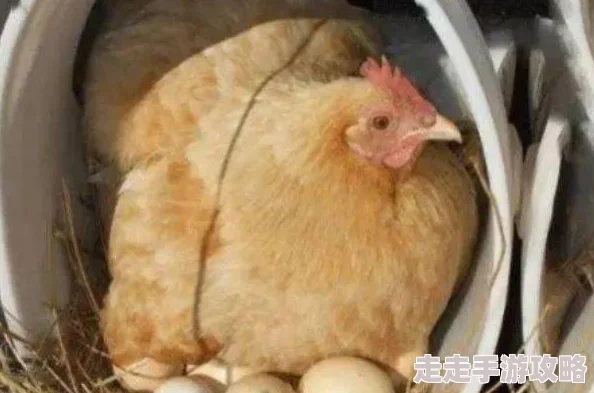 女生舔男生的鸡鸡：社交媒体热议性别关系与身体自主权，引发广泛讨论与反思，年轻人对性行为的看法逐渐多元化