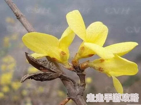 《黑神话：悟空》游戏中毒敌大王BOSS触发条件全面介绍与说明解析