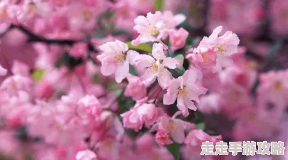 粉色水蜜桃和日本樱花区别：你绝对想不到的美丽与口感差异，快来了解一下！