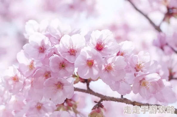 粉色水蜜桃和日本樱花区别：你绝对想不到的美丽与口感差异，快来了解一下！