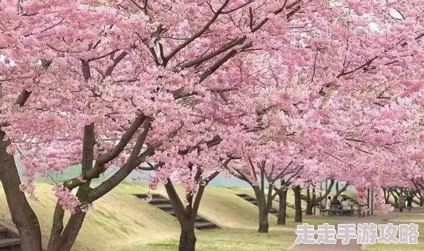 粉色水蜜桃和日本樱花区别：你绝对想不到的美丽与口感差异，快来了解一下！