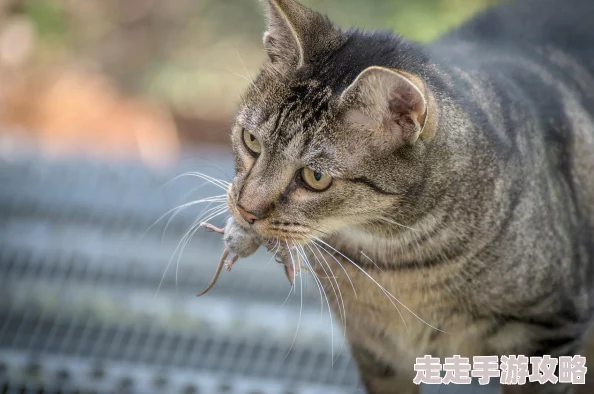 户外bbbb：全新活动上线，带你领略自然之美，享受极限挑战与放松心情的完美结合！