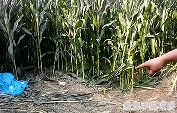 玉米地疯狂欲妇近日在社交媒体上引发热议网友纷纷猜测其背后故事更有目击者称现场情景令人瞠目结舌