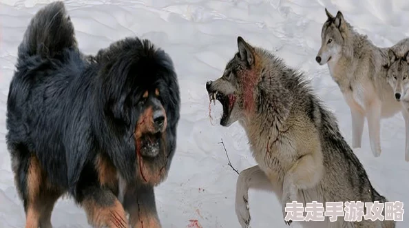 国产精品狼色在线观看视色送赞雪橇犬