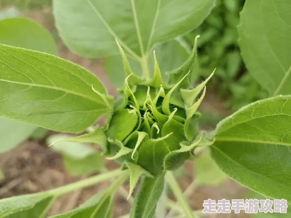 七日世界雪国人生：网友热议的宜居之地，探寻最佳搬家选择推荐