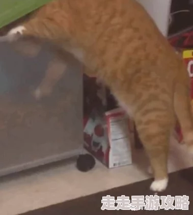 人人干天天操小明在家养了只可爱的猫咪，每天都和它玩耍互动，生活变得更加有趣