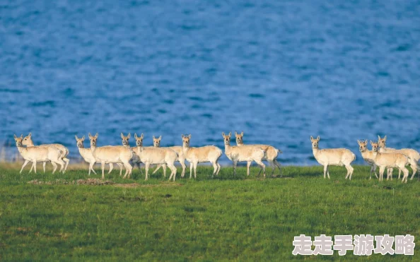 最新zooskoovideos中国让我们一起关注自然保护与动物福利，共同创造美好未来