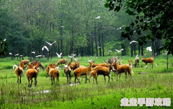 最新zooskoovideos中国让我们一起关注自然保护与动物福利，共同创造美好未来