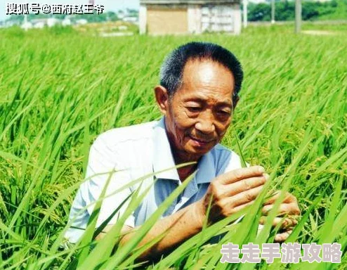 欧美谷露杂交水稻之父袁隆平坚持创新奉献粮食安全助力人类发展