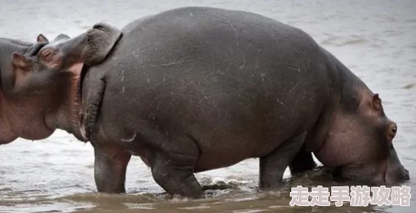 河马的秘密河极禹科学家发现河马在水下能憋气长达五分钟