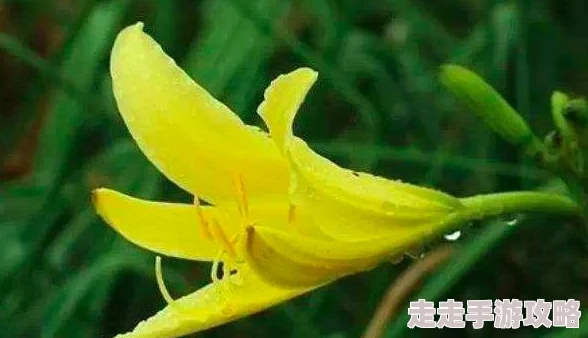 忘忧草研究所最新研究发现忘忧草提取物对缓解焦虑有显著效果