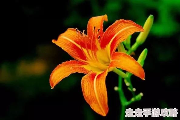 忘忧草研究所最新研究发现忘忧草提取物对缓解焦虑有显著效果