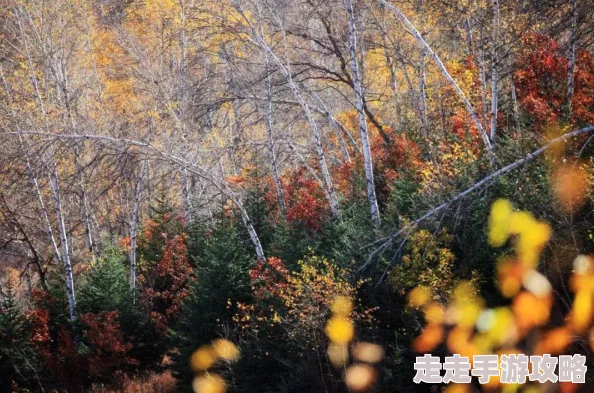 偶像梦幻祭紫之创四星卡牌属性深度解析：淡泊之中蕴藏惊喜升级消息！