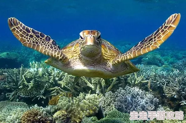 啊接到一个30厘米长的客人这位客人是来自海洋深处的奇特生物，吸引了众多科学家的关注