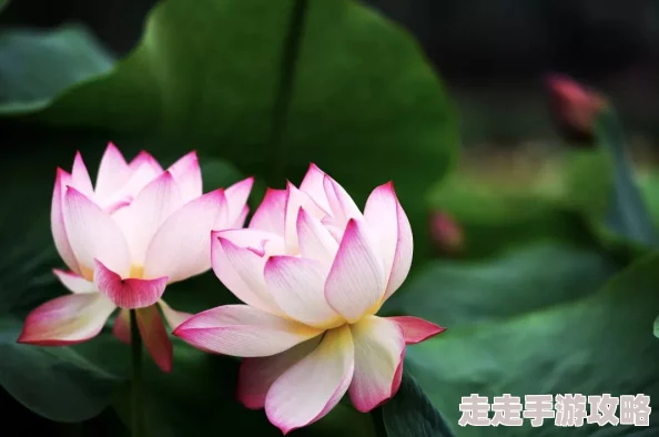 5月婷婷6月丁香夏日炎炎栀子花开茉莉飘香荷花含苞待放