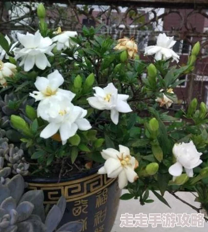 5月婷婷6月丁香夏日炎炎栀子花开茉莉飘香荷花含苞待放