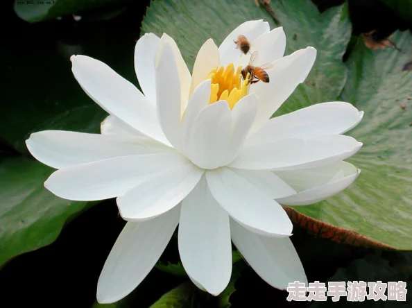5月婷婷6月丁香夏日炎炎栀子花开茉莉飘香荷花含苞待放