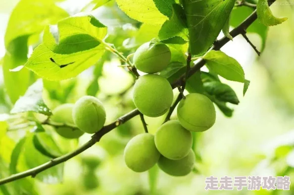 青梅不经c1V1网友称酸酸甜甜就是青春的味道令人回味无穷