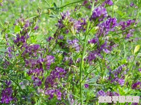 幸运草骑士新手阵容搭配全攻略：爆料最强输出与控制组合详解