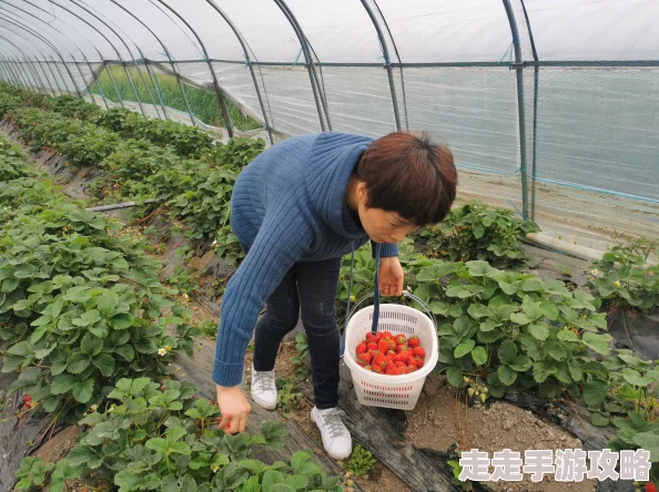 国精产品一二伊田园9777：网友热议其品质与口碑，是否真的值得信赖？