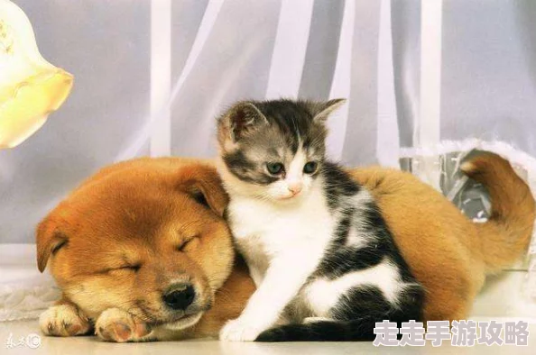 毛茸茸的猫咪在社交媒体上走红，吸引了大量粉丝和关注，成为宠物界的新星与网红