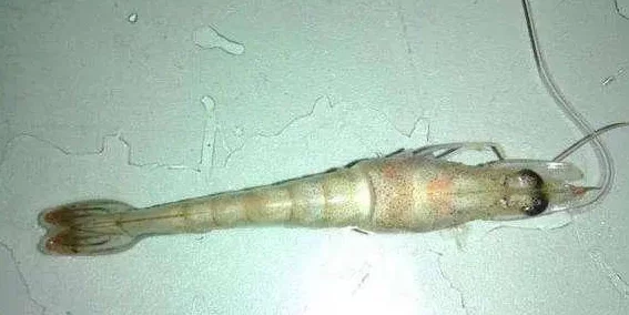 粗大贯穿白浊跪趴大开：最新动态显示该事件引发广泛关注，相关讨论持续升温，各方反应不一