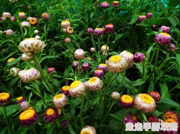 高效绝区零枯败花园核心2通关阵容推荐：精选强力搭配攻略