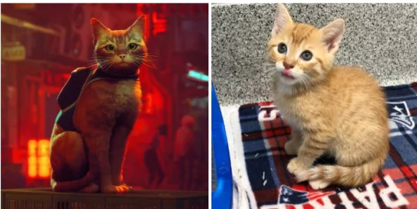 2024热门流浪猫游戏大盘点：网友力荐的猫猫主题手游精选大全及评价