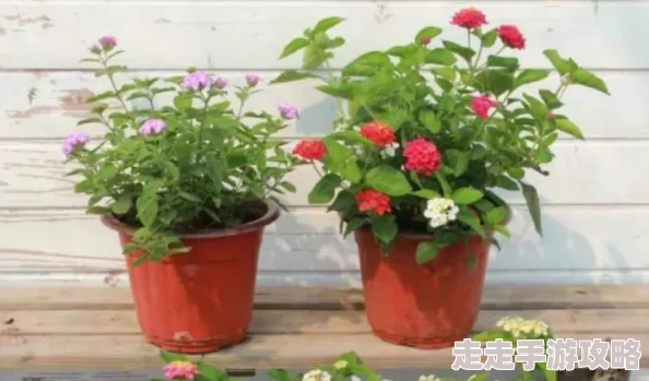 吻胸娇喘下面好爽网站视频最新消息近日，该网站因涉嫌传播不当内容而受到监管部门的关注和调查