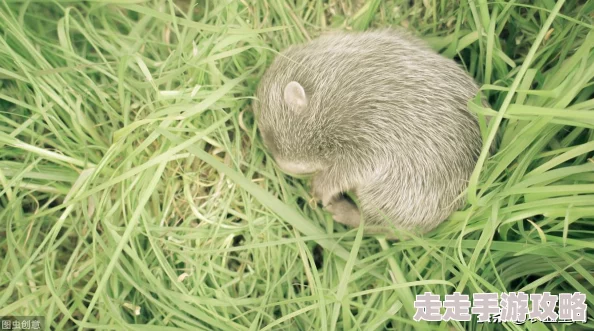 大胸奶头狂喷奶水在线观看据说这是某位网红为了吸引流量而策划的直播内容，结果引发了大量关注和讨论，有人称赞其勇气，也有人质疑其品味