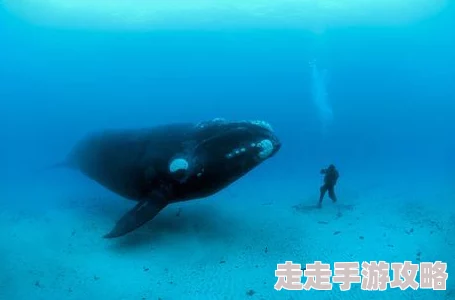 又大又粗又长又猛近日科学家发现一种新型巨型生物在深海中栖息其体型可达十米以上