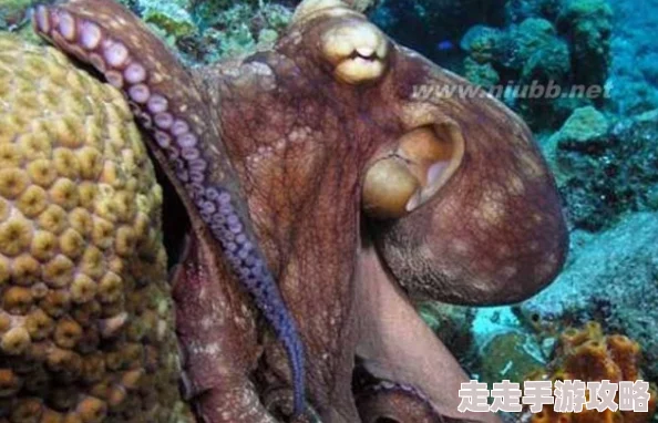 又大又粗又长又猛近日科学家发现一种新型巨型生物在深海中栖息其体型可达十米以上
