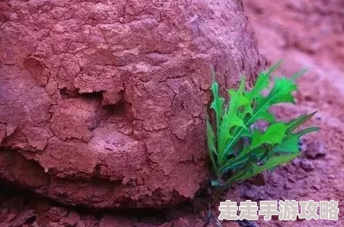 反串红刺北近日在某地发现了一种新型红刺北，吸引了众多生物爱好者前来观赏