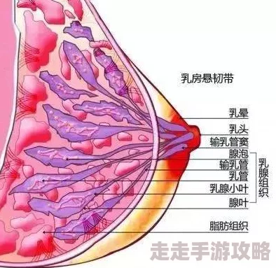 硕大饱满的高耸乳峰奶水因激素催生过度发育引发健康担忧令人不安