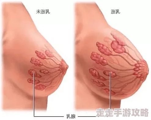 硕大饱满的高耸乳峰奶水因激素催生过度发育引发健康担忧令人不安