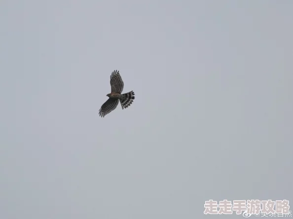 莱州猛禽事件视频疑似人为干扰迁徙季频现异常现象引专家关注