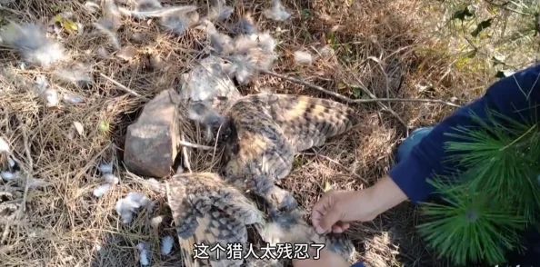 莱州猛禽事件视频疑似人为干扰迁徙季频现异常现象引专家关注