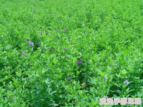 草草草操操操近期网络热传的“草草草操操操”实为生僻字组合