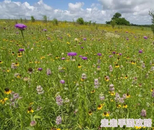 野花观看免费观看高清资源流畅播放更新速度快