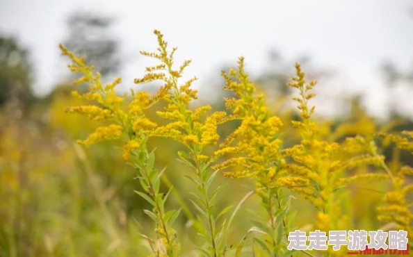 野花观看免费观看高清资源流畅播放更新速度快
